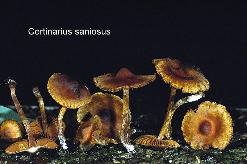 Cortinarius saniosus-amf627.jpg - Cortinarius saniosus ; Syn: Hydrocybe saniosa ; Nom français: Cortinaire des bourbiers